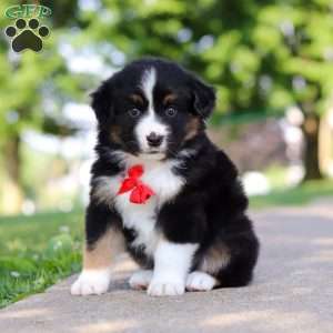 Roamer, Miniature Australian Shepherd Puppy